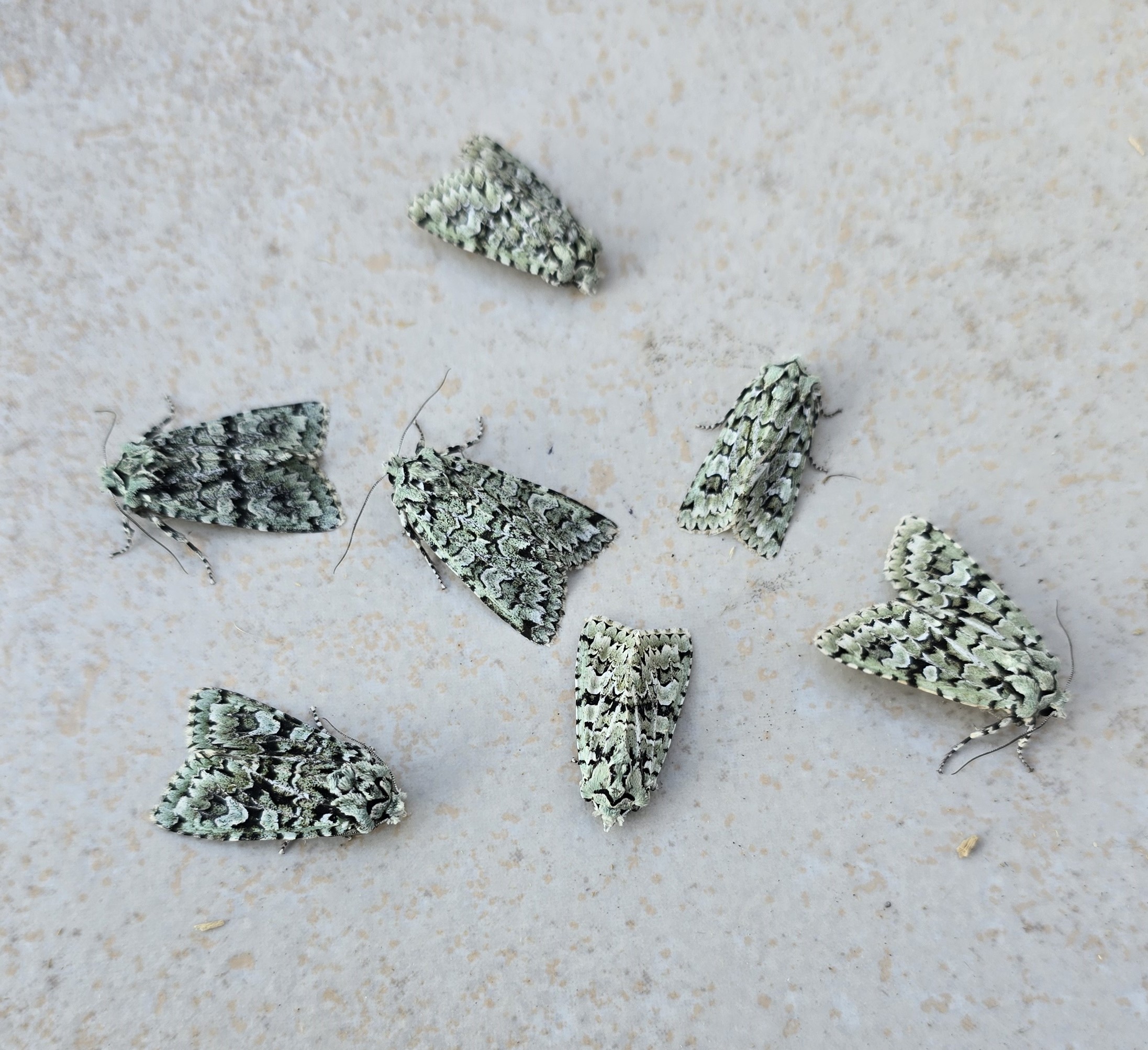 Photo of Merveille du Jour (Griposia aprilina)